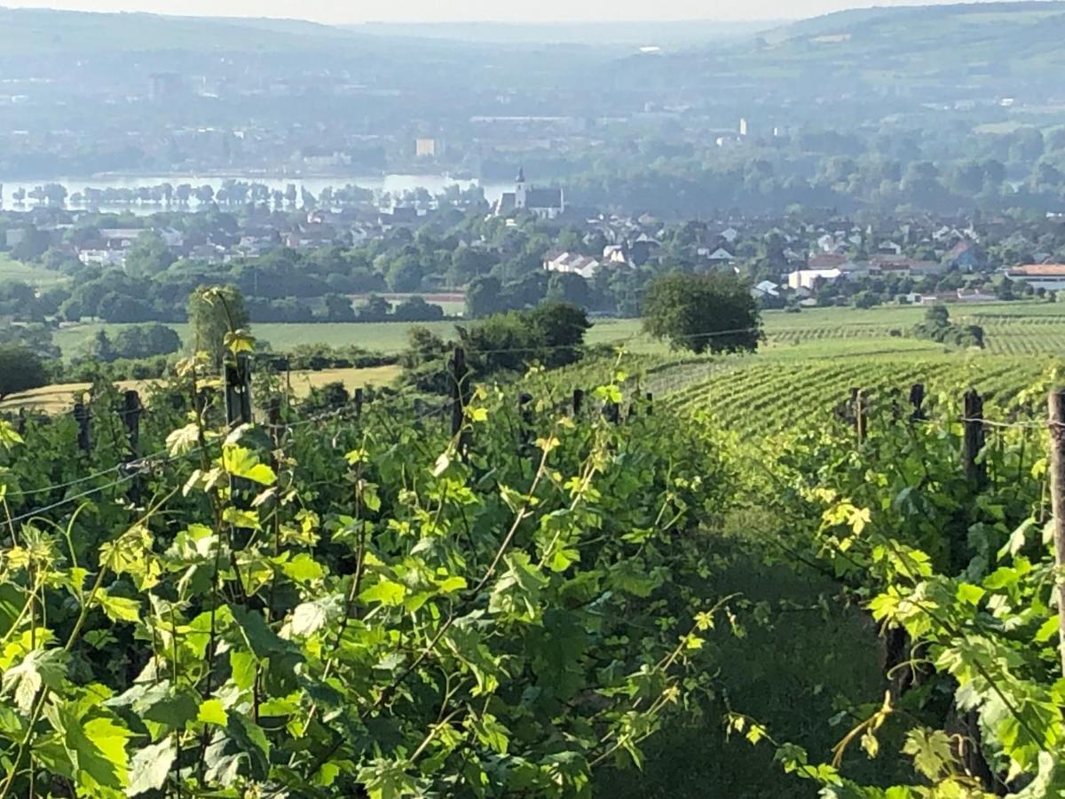 Rheingau Und Weltkulturerbe Mittelrheintal Erleben - Ferienappartement In Winkel Естріх-Вінкель Екстер'єр фото